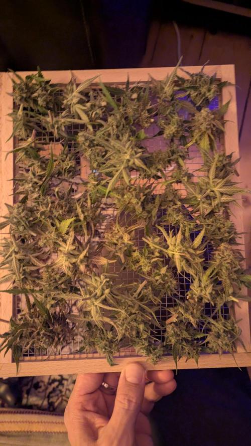 Violet Face Auto. Week 17