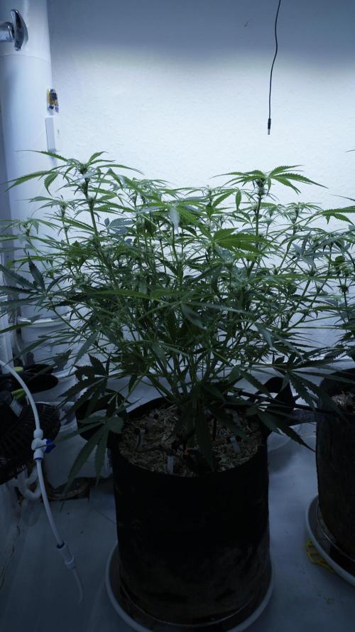 Lemon Pie Auto - Sonnenerde. Week 7