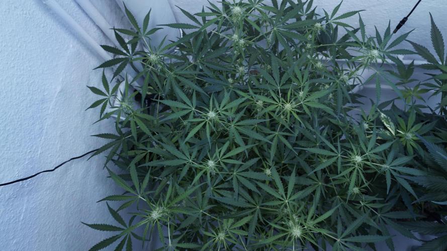 Lemon Pie Auto - Sonnenerde. Week 7