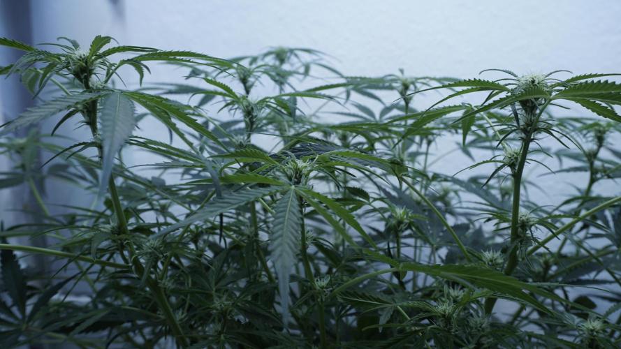 Lemon Pie Auto - Sonnenerde. Week 7