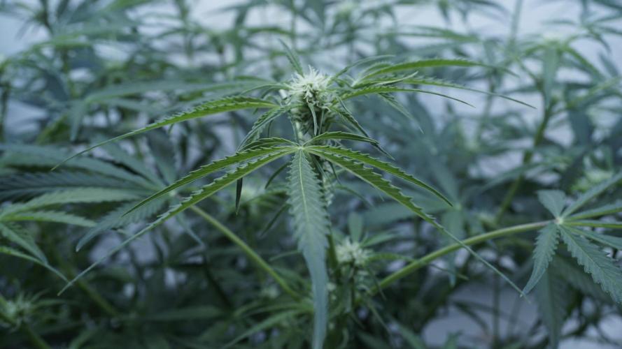 Lemon Pie Auto - Sonnenerde. Week 7