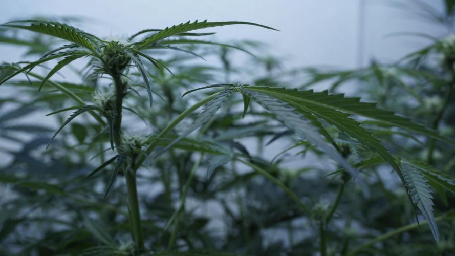 Lemon Pie Auto - Sonnenerde. Week 7