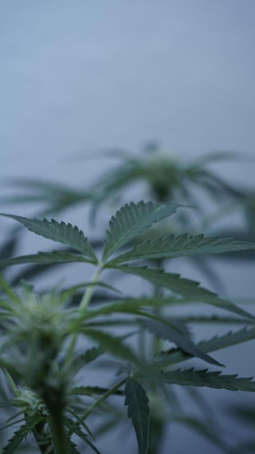 Lemon Pie Auto - Sonnenerde. Week 7