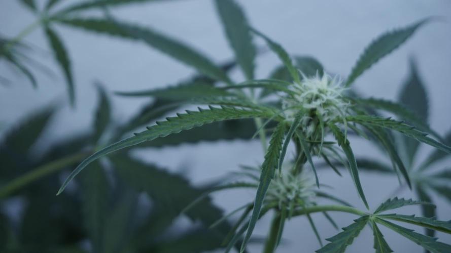 Lemon Pie Auto - Sonnenerde. Week 7