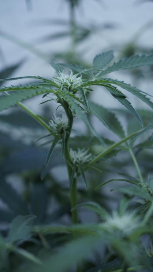 Lemon Pie Auto - Sonnenerde. Week 7