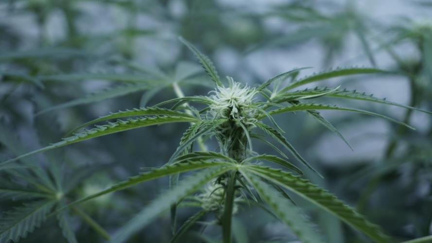 Lemon Pie Auto - Sonnenerde. Week 7