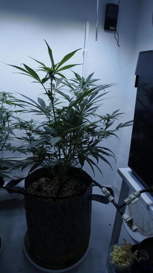 Strawberry Gorilla Auto - Sonnenerde. Week 7