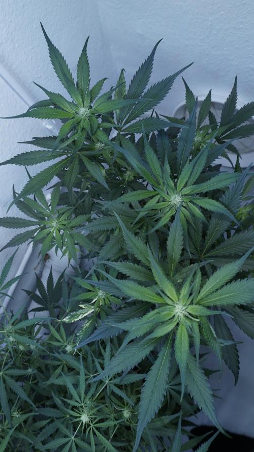 Strawberry Gorilla Auto - Sonnenerde. Week 7