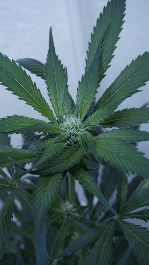 Strawberry Gorilla Auto - Sonnenerde. Week 7