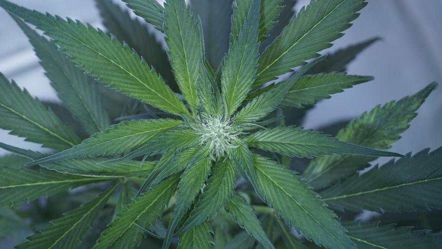 Strawberry Gorilla Auto - Sonnenerde. Week 7