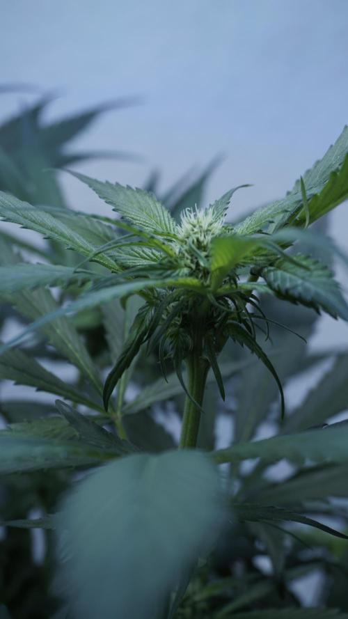 Strawberry Gorilla Auto - Sonnenerde. Week 7