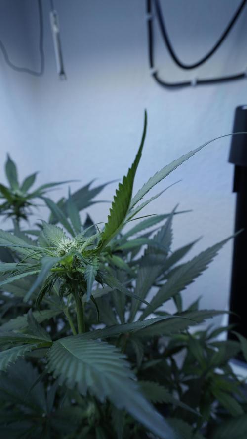 Strawberry Gorilla Auto - Sonnenerde. Week 7