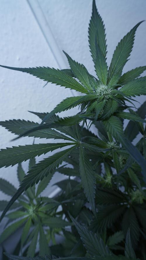 Strawberry Gorilla Auto - Sonnenerde. Week 7