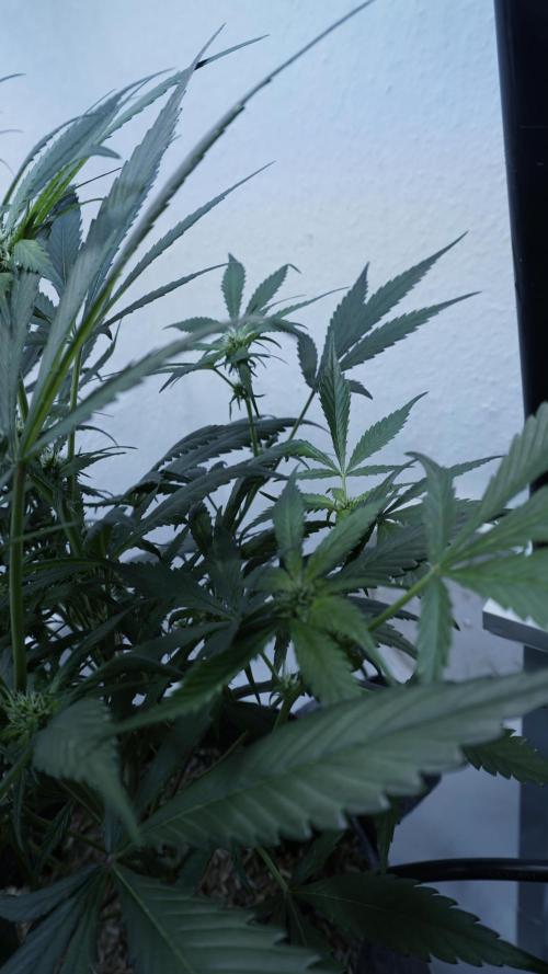 Strawberry Gorilla Auto - Sonnenerde. Week 7