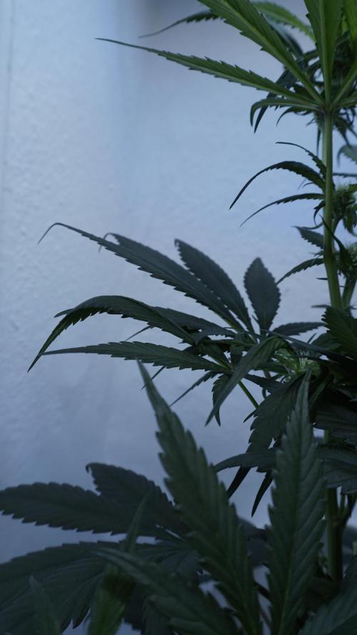 Strawberry Gorilla Auto - Sonnenerde. Week 7