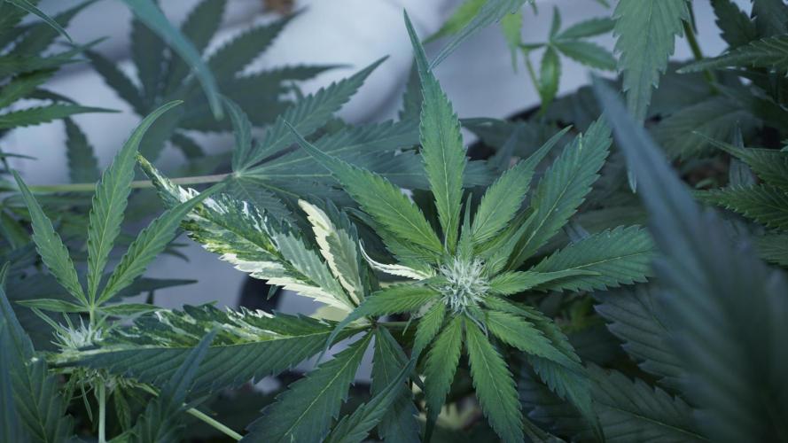 Strawberry Gorilla Auto - Sonnenerde. Week 7