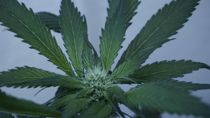 Strawberry Gorilla Auto - Sonnenerde. Week 7