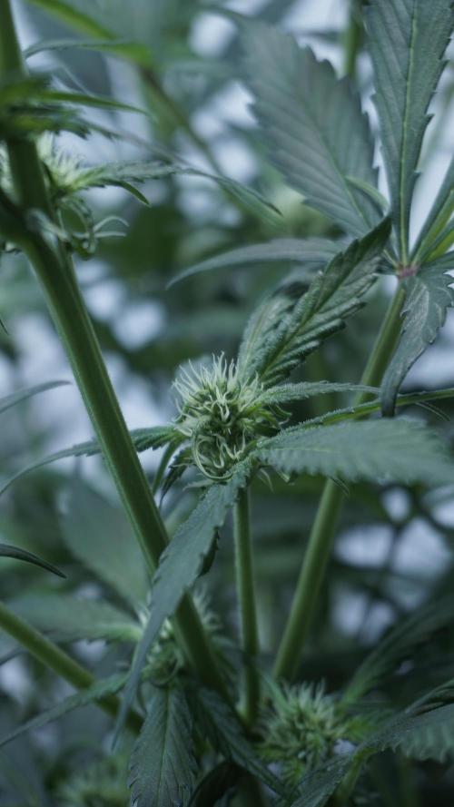 Strawberry Gorilla Auto - Sonnenerde. Week 7