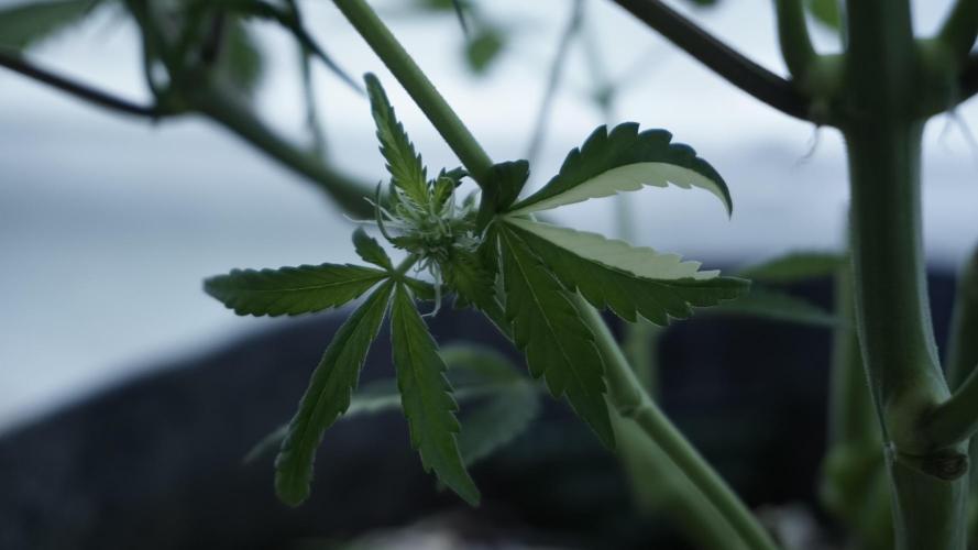 Strawberry Gorilla Auto - Sonnenerde. Week 7