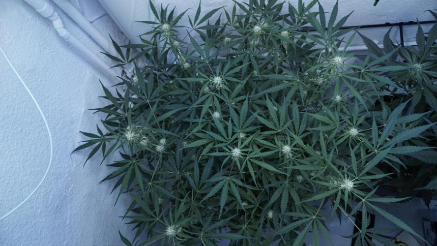 Lemon Pie Auto - Sonnenerde. Week 8