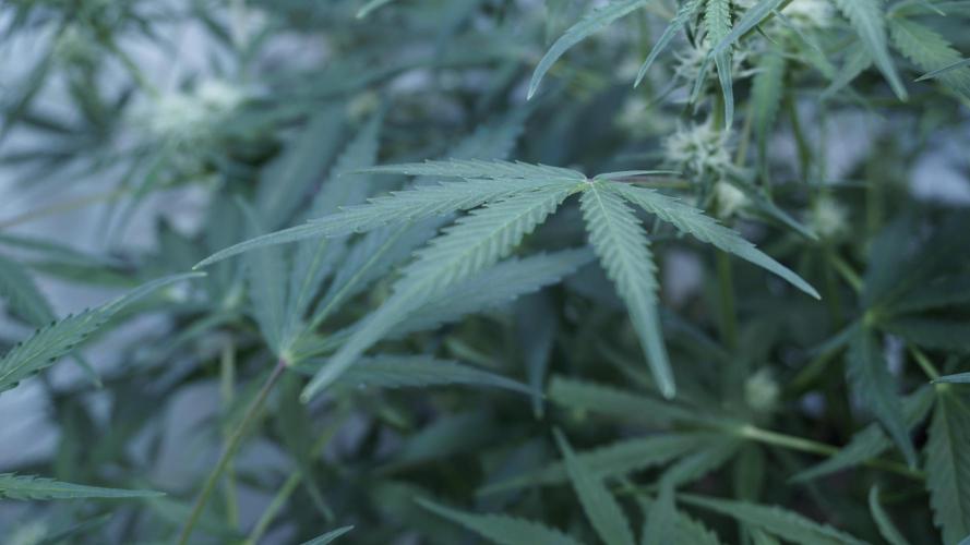 Lemon Pie Auto - Sonnenerde. Week 8