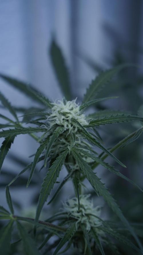 Lemon Pie Auto - Sonnenerde. Week 8