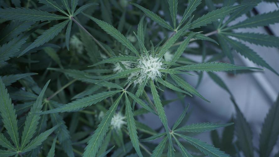 Lemon Pie Auto - Sonnenerde. Week 8