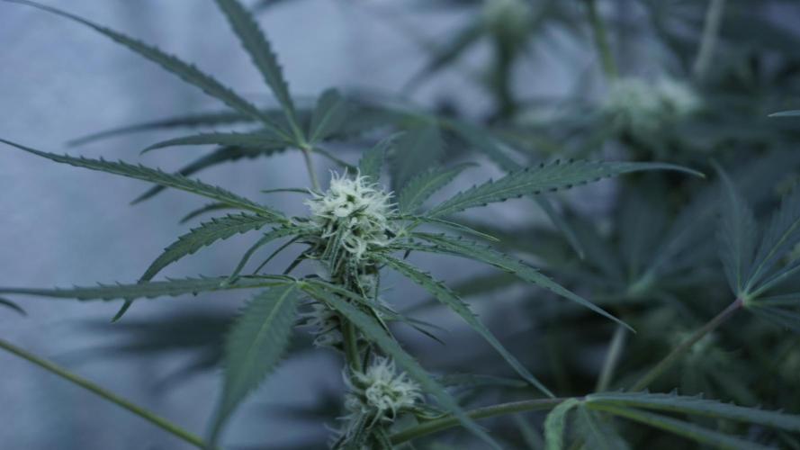 Lemon Pie Auto - Sonnenerde. Week 8