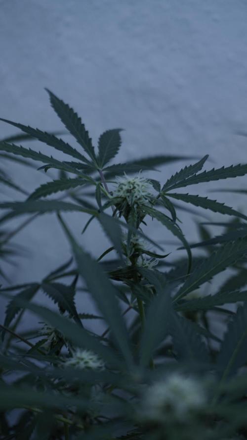 Lemon Pie Auto - Sonnenerde. Week 8