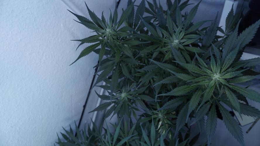 Strawberry Gorilla Auto - Sonnenerde. Week 8