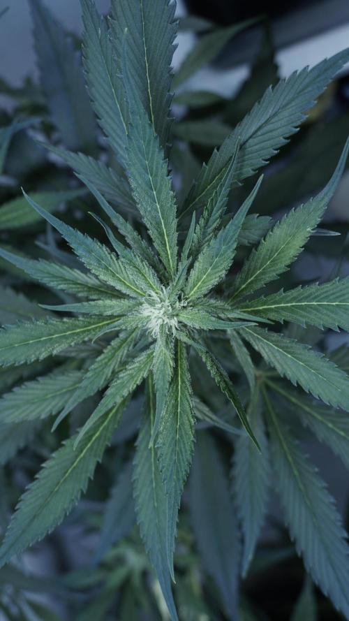 Strawberry Gorilla Auto - Sonnenerde. Week 8