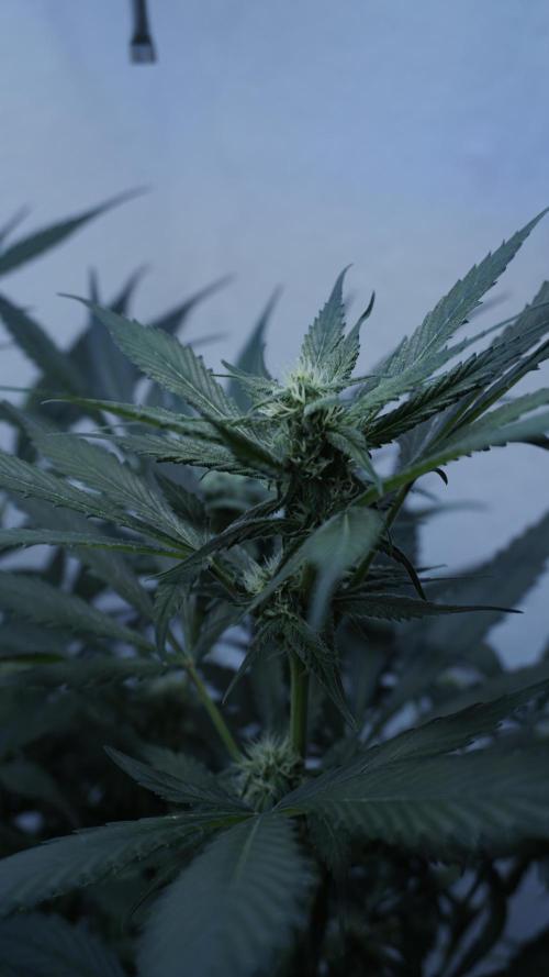 Strawberry Gorilla Auto - Sonnenerde. Week 8