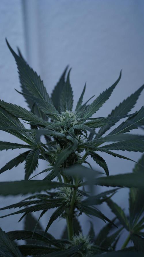 Strawberry Gorilla Auto - Sonnenerde. Week 8