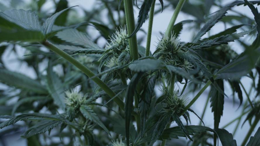 Strawberry Gorilla Auto - Sonnenerde. Week 8