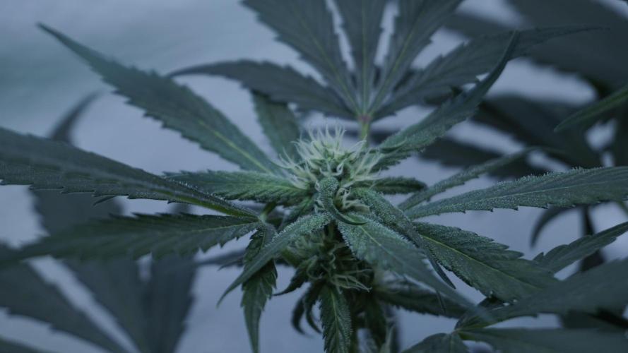 Strawberry Gorilla Auto - Sonnenerde. Week 8