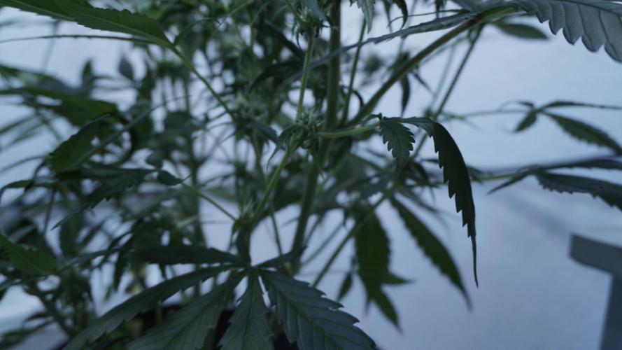 Strawberry Gorilla Auto - Sonnenerde. Week 8