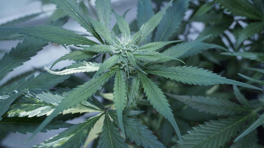 Strawberry Gorilla Auto - Sonnenerde. Week 8