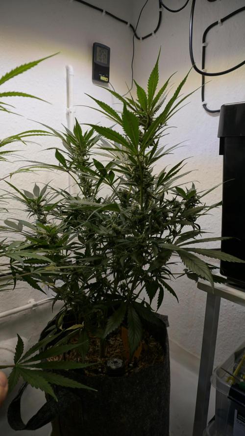 Strawberry Gorilla Auto - Sonnenerde. Week 9