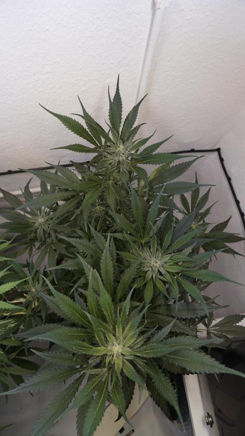 Strawberry Gorilla Auto - Sonnenerde. Week 9