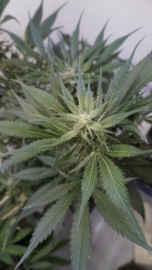 Strawberry Gorilla Auto - Sonnenerde. Week 9