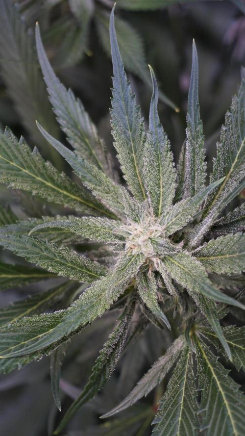 Strawberry Gorilla Auto - Sonnenerde. Week 9