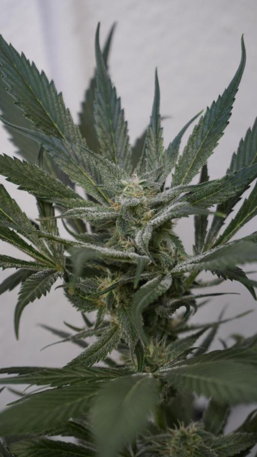 Strawberry Gorilla Auto - Sonnenerde. Week 9