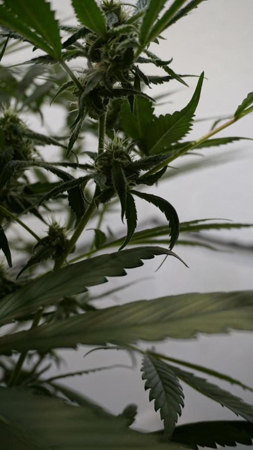 Strawberry Gorilla Auto - Sonnenerde. Week 9