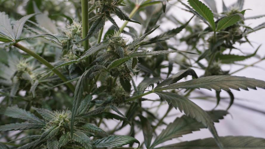 Strawberry Gorilla Auto - Sonnenerde. Week 9