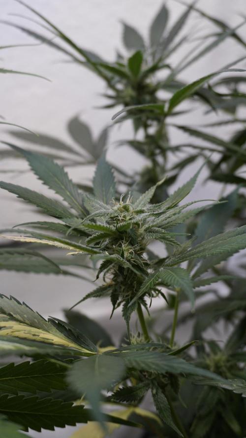 Strawberry Gorilla Auto - Sonnenerde. Week 9