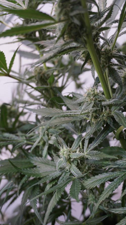 Strawberry Gorilla Auto - Sonnenerde. Week 9