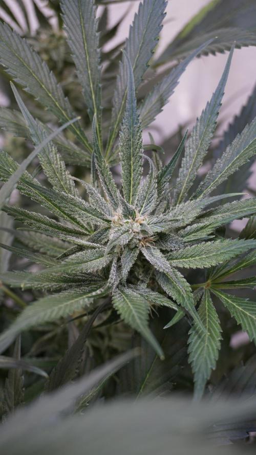 Strawberry Gorilla Auto - Sonnenerde. Week 9