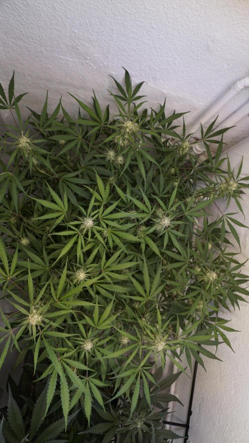 Lemon Pie Auto - Sonnenerde. Week 9