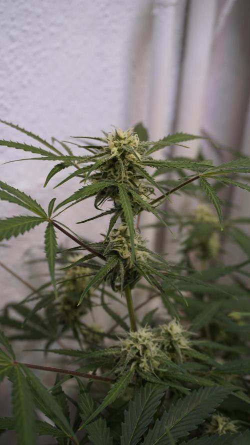 Lemon Pie Auto - Sonnenerde. Week 9