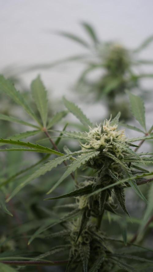 Lemon Pie Auto - Sonnenerde. Week 9